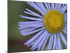 Showy Daisy (Erigeron Speciosus), Glacier National Park, Montana-James Hager-Mounted Photographic Print