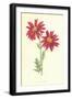 Showy Feverfew-Frederick Edward Hulme-Framed Giclee Print