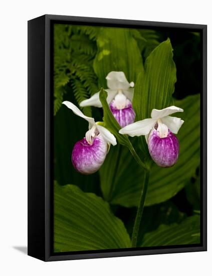 Showy Lady's Slipper, Itasca State Park, Minnesota, USA-Peter Hawkins-Framed Stretched Canvas