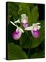 Showy Lady's Slipper, Itasca State Park, Minnesota, USA-Peter Hawkins-Stretched Canvas