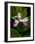 Showy Lady's Slipper, Itasca State Park, Minnesota, USA-Peter Hawkins-Framed Photographic Print