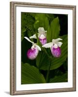 Showy Lady's Slipper, Itasca State Park, Minnesota, USA-Peter Hawkins-Framed Photographic Print