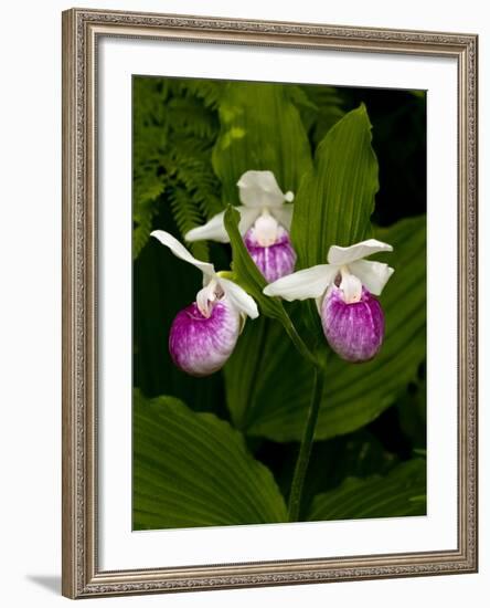 Showy Lady's Slipper, Itasca State Park, Minnesota, USA-Peter Hawkins-Framed Photographic Print