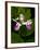 Showy Lady's Slipper, Itasca State Park, Minnesota, USA-Peter Hawkins-Framed Photographic Print