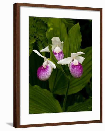 Showy Lady's Slipper, Itasca State Park, Minnesota, USA-Peter Hawkins-Framed Photographic Print