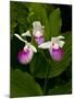 Showy Lady's Slipper, Itasca State Park, Minnesota, USA-Peter Hawkins-Mounted Photographic Print