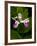 Showy Lady's Slipper, Itasca State Park, Minnesota, USA-Peter Hawkins-Framed Photographic Print