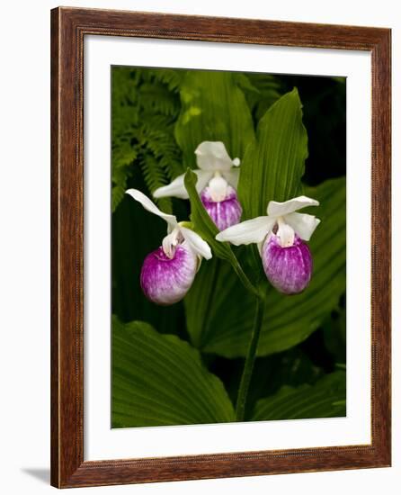 Showy Lady's Slipper, Itasca State Park, Minnesota, USA-Peter Hawkins-Framed Photographic Print