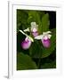 Showy Lady's Slipper, Itasca State Park, Minnesota, USA-Peter Hawkins-Framed Photographic Print