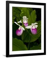 Showy Lady's Slipper, Itasca State Park, Minnesota, USA-Peter Hawkins-Framed Photographic Print