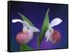 Showy Lady's Slippers, Bruce Peninsula National Park, Michigan, USA-Claudia Adams-Framed Stretched Canvas