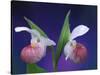 Showy Lady's Slippers, Bruce Peninsula National Park, Michigan, USA-Claudia Adams-Stretched Canvas