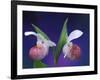 Showy Lady's Slippers, Bruce Peninsula National Park, Michigan, USA-Claudia Adams-Framed Photographic Print