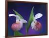 Showy Lady's Slippers, Bruce Peninsula National Park, Michigan, USA-Claudia Adams-Framed Photographic Print