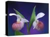 Showy Lady's Slippers, Bruce Peninsula National Park, Michigan, USA-Claudia Adams-Stretched Canvas
