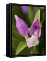 Showy Orchis in Great Smoky Mountains National Park in Tennesse-Melissa Southern-Framed Stretched Canvas