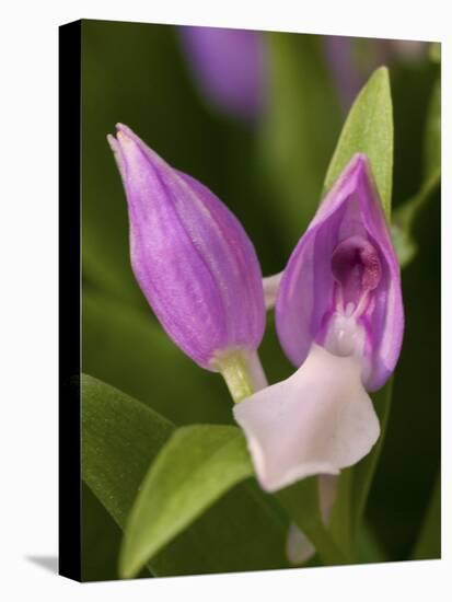 Showy Orchis in Great Smoky Mountains National Park in Tennesse-Melissa Southern-Stretched Canvas