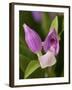 Showy Orchis in Great Smoky Mountains National Park in Tennesse-Melissa Southern-Framed Photographic Print