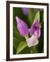 Showy Orchis in Great Smoky Mountains National Park in Tennesse-Melissa Southern-Framed Photographic Print