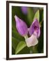 Showy Orchis in Great Smoky Mountains National Park in Tennesse-Melissa Southern-Framed Photographic Print