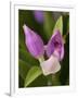 Showy Orchis in Great Smoky Mountains National Park in Tennesse-Melissa Southern-Framed Photographic Print