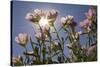 Showy Primrose, Lockhart, Texas-Rob Sheppard-Stretched Canvas