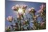 Showy Primrose, Lockhart, Texas-Rob Sheppard-Mounted Photographic Print