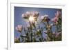 Showy Primrose, Lockhart, Texas-Rob Sheppard-Framed Photographic Print