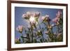 Showy Primrose, Lockhart, Texas-Rob Sheppard-Framed Photographic Print