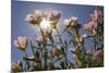 Showy Primrose, Lockhart, Texas-Rob Sheppard-Mounted Photographic Print