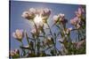 Showy Primrose, Lockhart, Texas-Rob Sheppard-Stretched Canvas