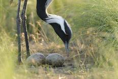 Newborn Saiga Antelope (Saiga Tatarica) Lying in Grass, Cherniye Zemli Nr, Kalmykia, Russia-Shpilenok-Photographic Print