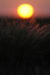 Feather Grass (Stipa Sp) at Sunset in the Steppe of Cherniye Zemli Nr, Kalmykia, Russia-Shpilenok-Photographic Print