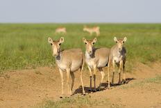 Male Saiga Antelope (Saiga Tatarica) Running, Cherniye Zemli (Black Earth) Nr, Kalmykia, Russia-Shpilenok-Stretched Canvas