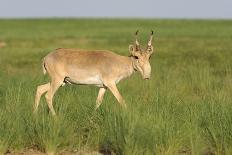 Male Saiga Antelope (Saiga Tatarica) Running, Cherniye Zemli (Black Earth) Nr, Kalmykia, Russia-Shpilenok-Framed Photographic Print