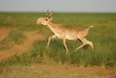 Female Saiga Antelopes (Saiga Tatarica) Cherniye Zemli Nature Reserve, Kalmykia, Russia, May-Shpilenok-Photographic Print