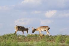 Two Newborn Saiga Antelope (Saiga Tatarica) Calves Lying Down, Cherniye Zemli Nr Kalmykia, Russia-Shpilenok-Photographic Print