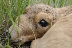 Male Saiga Antelopes (Saiga Tatarica) Cherniye Zemli Nature Reserve, Kalmykia, Russia, May-Shpilenok-Photographic Print