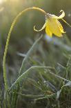 Rare Yellow Bieberstein Tulips (Tulipa Biebersteiniana) in Flower, Rostovsky Nature Reserve, Russia-Shpilenok-Photographic Print