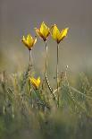 Rare Yellow Bieberstein Tulips (Tulipa Biebersteiniana) in Flower, Rostovsky Nature Reserve, Russia-Shpilenok-Photographic Print