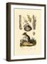 Shrew, 1833-39-null-Framed Giclee Print