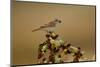 Shrike &Amp; Beatle-Assaf Gavra-Mounted Photographic Print