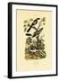 Shrikes, 1833-39-null-Framed Giclee Print