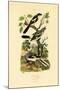 Shrikes, 1833-39-null-Mounted Giclee Print