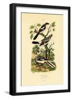 Shrikes, 1833-39-null-Framed Giclee Print