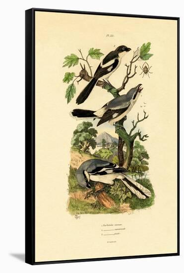 Shrikes, 1833-39-null-Framed Stretched Canvas
