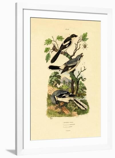 Shrikes, 1833-39-null-Framed Giclee Print