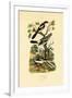 Shrikes, 1833-39-null-Framed Giclee Print