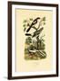 Shrikes, 1833-39-null-Framed Giclee Print