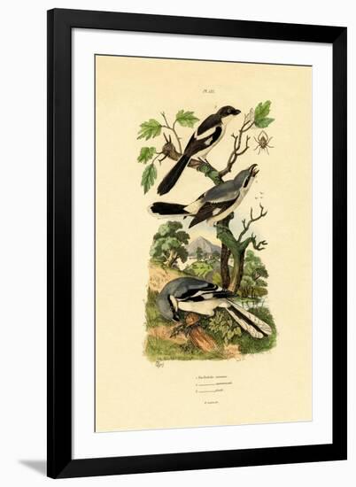 Shrikes, 1833-39-null-Framed Giclee Print
